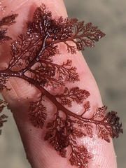 Microcladia coulteri