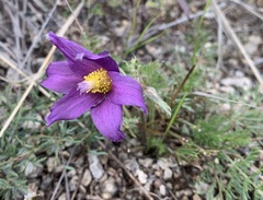 Pulsatilla bungeana