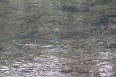 Oncorhynchus