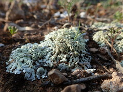 Xanthoparmelia terrestris