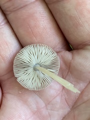 Pluteus longistriatus