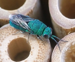 Chrysis smaragdula