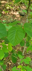 Asclepiadeae