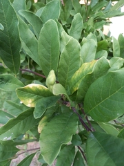 Magnolia stellata
