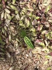 Peucetia viridans