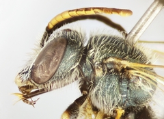 Halictus gemmeus