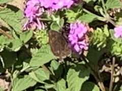 Erynnis tristis