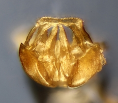 Halictus gemmeus