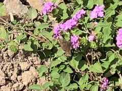 Erynnis tristis
