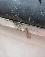Trichocera annulata