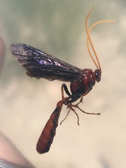 Thyreodon ornatipennis