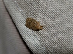 Psilocorsis reflexella