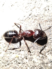Camponotus sylvaticus
