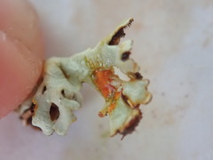 Xanthoparmelia terrestris