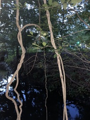 Celastrus orbiculatus