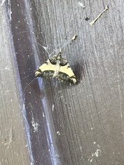 Frederickia hypaethrata