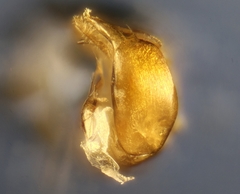 Halictus gemmeus