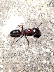 Camponotus sylvaticus