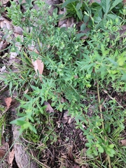 Hypericum hypericoides