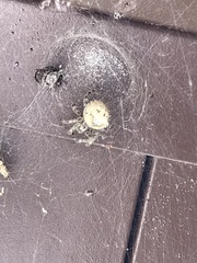 Araneus gemmoides