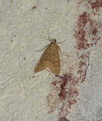 Achyra rantalis