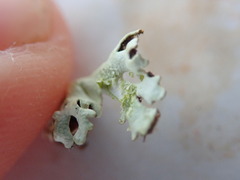 Xanthoparmelia terrestris