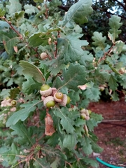 Quercus pubescens