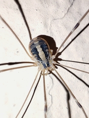 Cosmobunus granarius