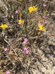 Zeltnera muehlenbergii