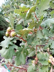 Quercus pubescens