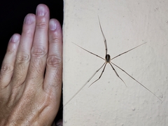 Cosmobunus granarius