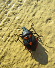 Euthyrhynchus floridanus