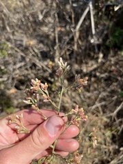 Pseudognaphalium ramosissimum