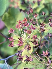 Spiraea cantoniensis