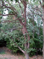 Quercus pubescens