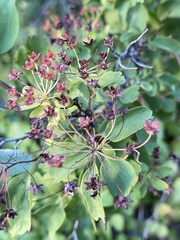 Spiraea cantoniensis