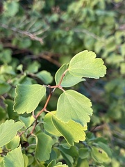 Spiraea cantoniensis