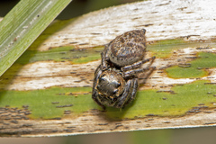 Euryattus bleekeri