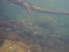 Oncorhynchus