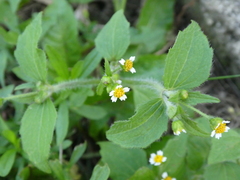 Galinsoga quadriradiata