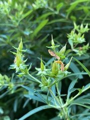 Hypericum prolificum