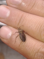 Coreoidea