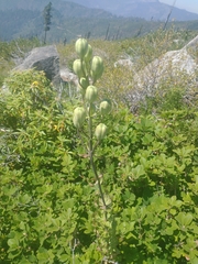 Lilium washingtonianum
