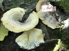Trametes pavonia