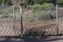 Cynictis penicillata