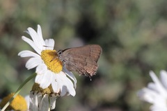 Satyrium saepium