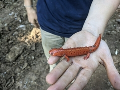 Pseudotriton montanus