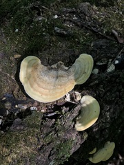 Trametes pavonia