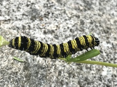 Alypiodes flavilinguis