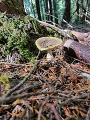 Amanita augusta